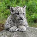 Jenny Will - @_Little_Tiger - Twitter