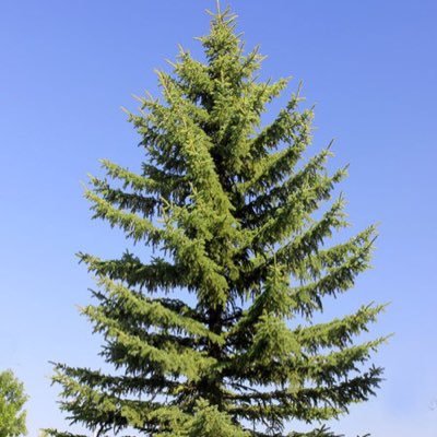 SchefterSpruce's profile picture. I am Adam Schefter’s Secret Spruce.