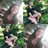 Profile Picture of Boopadoopajannajimenez (@JannaAliyahJim1) on Twitter