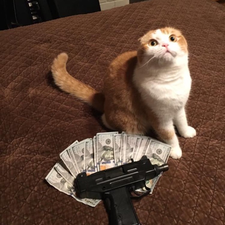 W1Hughes's profile picture. #libertarian