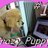 Crazy Puppy