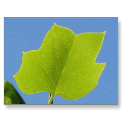 charlestontrees's profile picture. Vertical Approach Tree Care is a quality tree trimming and removal service serving the Lowcountry of South 
Carolina.