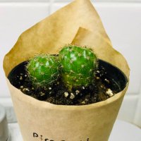 sayupi912 (@sayuritakuya) 's Twitter Profile