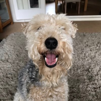 My name is Lola, I’m a 7 year old mischievous but lovable Lakeland Terrier who will do anything for a treat.....oh and I love to bark.....a lot 😆