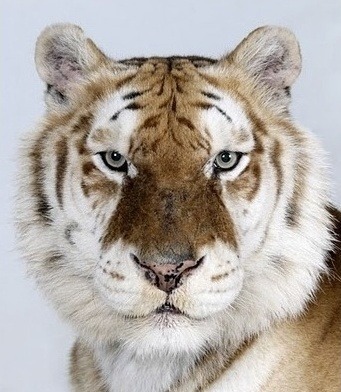 ginnieous's profile picture. 일은 일상에 가까워질 수록 아트다.