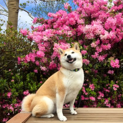 hatanao0515's profile picture. 星野源にハマってしまった。主にインテリアデザインが仕事。たまに絵も描きます。これからは舞台や映像の美術デザインをしたい！