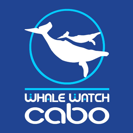 Whale Watch Cabo # 1 Tripadvisor conscious Whale Watching Tours in Los Cabos, Mexico. Marine Biologist Guides #whalewatchcabo