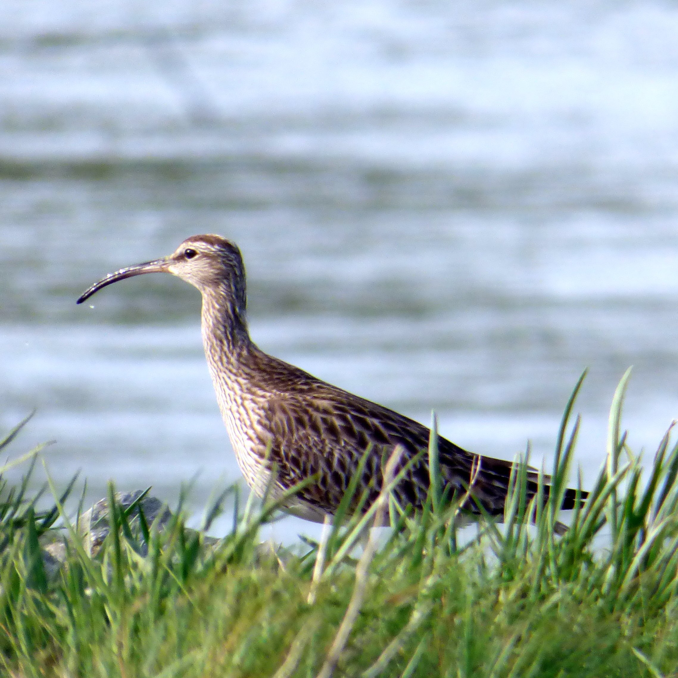 Level 8 Degree Course in Wildlife Biology @ittralee in Co Kerry
A practical course covering #botany, #zoology, #ecology, #GIS, #habitat studies, #EIA and more.