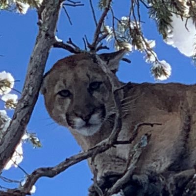 Mountain Lion Research Capture Specialist. Houndsman. Ambassador of: Black Gold Dog Food, Cooper Tires, Wildlife Conservation.