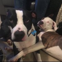 Saint and Fletcher(@puppernutters) 's Twitter Profile Photo