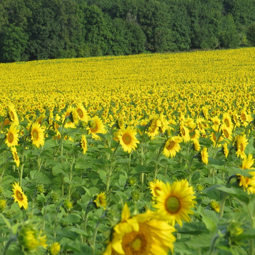 idafallon7's profile picture. Hello friend, Will here. Husband, Father, Veteran, Personal Trainer, Entrepreneur, GO GETTER!