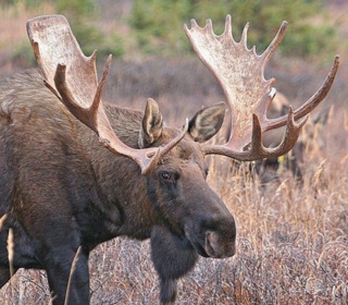 jpmoose2010's profile picture. 熊本県山鹿市山鹿で、古民家再生して、文化と自然と共存する町へに向かって、活動します！