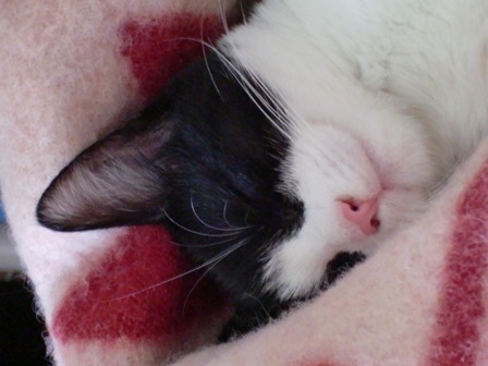 hummelkatze's profile picture. Crazy young cat (dead by now)