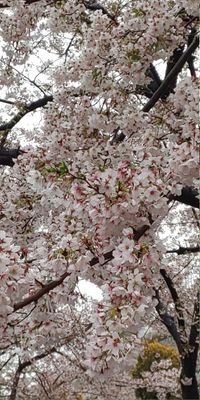 neko_megane2013's profile picture. 