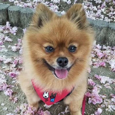 ZbFyv1PJfGYZ4so's profile picture. ワンちゃん大好きです😍動物大好き💕2015年3月17日生まれ♂ポメラニアンのレオです🐶Insta⇒mayumi.ron.0406宜しくお願いします🤗💕