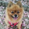 ZbFyv1PJfGYZ4so's profile picture. ワンちゃん大好きです😍動物大好き💕2015年3月17日生まれ♂ポメラニアンのレオです🐶Insta⇒mayumi.ron.0406宜しくお願いします🤗💕