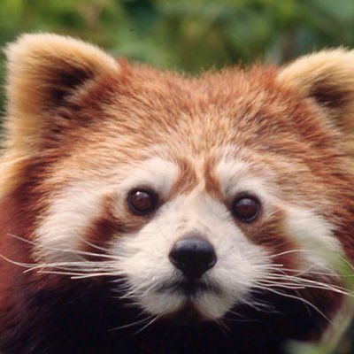 TrashpandaRed's profile picture. Hi i have deppresion