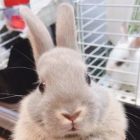 ペッツワン稲沢店小動物.アクア (@candy_inazawa2) 's Twitter Profile