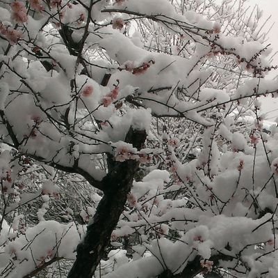 awayuki1215's profile picture. 雑多なオタク垢。とっくの昔に成人済み。口兄術の脹虎、その他虎受け、鰤の🍓受け/シャァシャリ🟥🟩、🟩受け