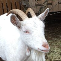 山野羊 (@yamanohitugi) Twitter profile photo