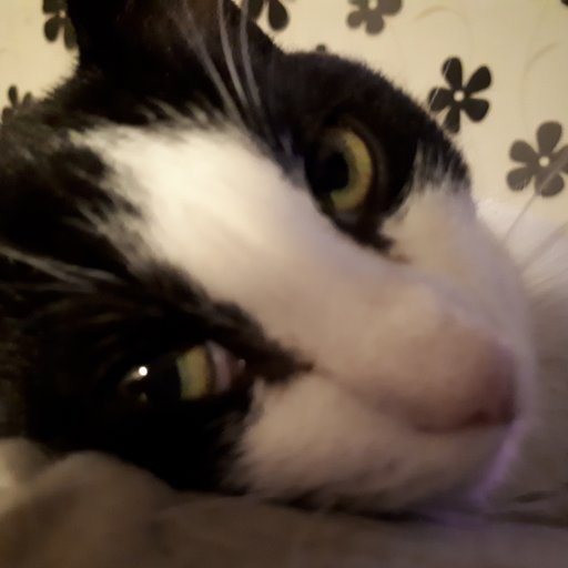 creasuuz's profile picture. creatief, nieuws- en politieke junkie, dierenliefhebber