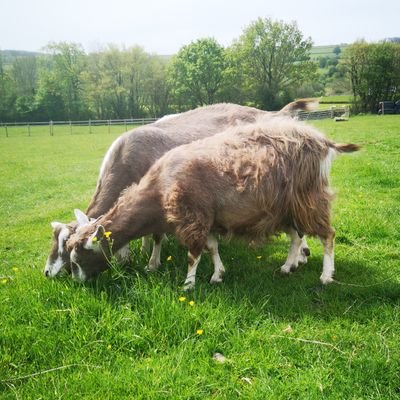 british goat society