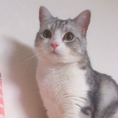 迷子猫ミント5年探していますさんのプロフィール画像