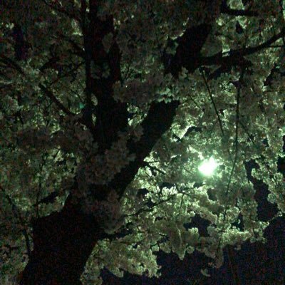 MDhf31's profile picture. 🐾2000 2 25