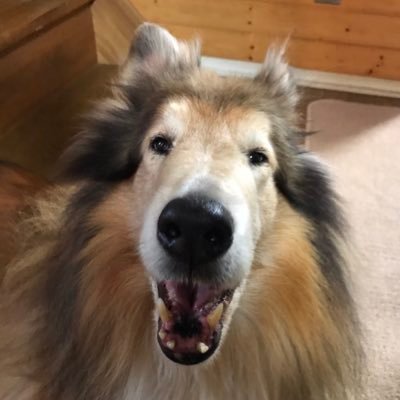 らっしー マンウィズの今回ツアーのメンバーカラーのマフラータオルを交換して頂ける方を探しています 出 スペア リブ ピンク 求 トーキョー タナカ オレンジ カミカゼ ボーイ ブルー よろしくお願いします Manwithamission Remembermetour