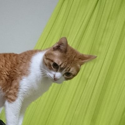 猫ネギ Nekonegi31 Twitter