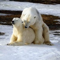 IG: PolarSoBurr (@polarsoburr) 's Twitter Profile