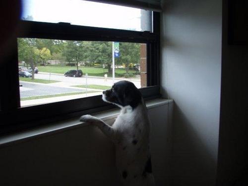 CharleyLthedog's profile picture. My mom is ronnie1260, I'm a shelter dog who is very grateful...love my mom!