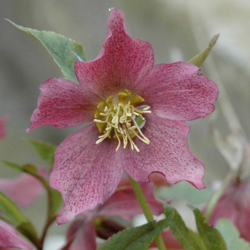 donadiomaria's profile picture. 