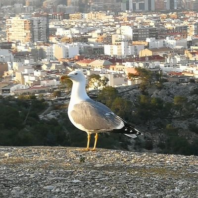 Ingeniero Aeronáutico ETSIA. Máster en  MBA por el IE. Auditor e inspector de Seguridad Operacional Aérea.