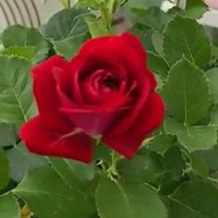 نوره (@igbvkqsis2zpgg0) 's Twitter Profile Photo