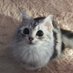 スコのだやんฅ^•ﻌ•^ฅ (@dayan150623) Twitter profile photo スコのだやんฅ^•ﻌ•^ฅ (@dayan150623) Twitter profile photo