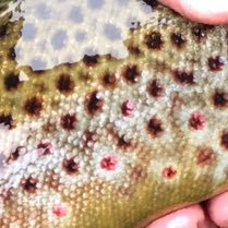 g_sautter's profile picture. 