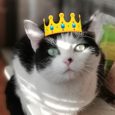 Sa majesté Riley, petite chatte de 9 ans qui aime manger, dormir, manger, prédater le linge, miauler et manger.