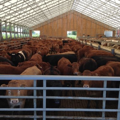 Beef Feedlot, Ont Corn Fed Beef Producer. Tweets entered by Jack Chaffe, Ontario Cattle Feeders Director, CCA Director, Canada Beef Marketing