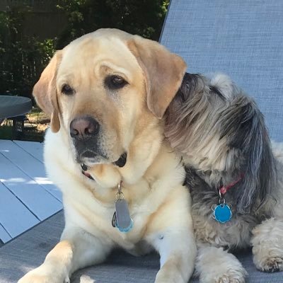 iperlman's profile picture. promoting peace & love since 1965. devoted husband, proud father & human to two amazing canines. lover of animals, tolerater of humans. member of E St. Nation!