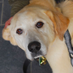 Silver Dog Rescue (@silverdogrescue) Twitter profile photo Silver Dog Rescue (@silverdogrescue) Twitter profile photo