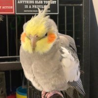 Sean Li (@lisean106) 's Twitter Profile