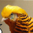 Victronix's avatar