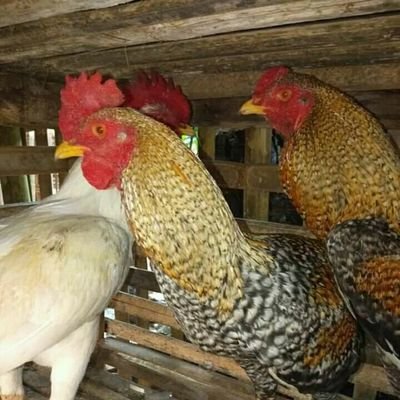 PetaniMillenial's profile picture. hobby beternak ayam kampung asli, karena ayam kampung asli mempunyai kelebihan sendiri,telurnya bisa dibuat jamu herbal, dan karkas ayam kampung berbeda dengan