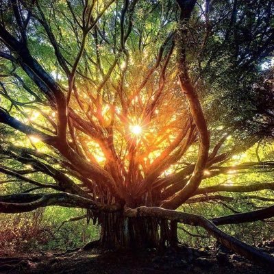 Are you looking for a soul or psychic reading? Do you need a spell to help you manifest what you want? You came to the right place. Welcome to Carpathian Magic