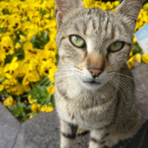 bolivarcikedi's profile picture. kedidir kedi