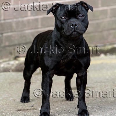 Official twitter page for the Swedish StaffordShire bullterrier breeder Te Ora Magic!