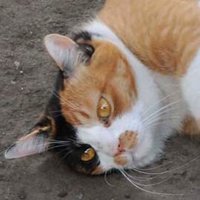 odatenoshiro2020 (@schopenhauer4) 's Twitter Profile