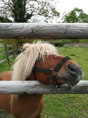 Shetland à mèche