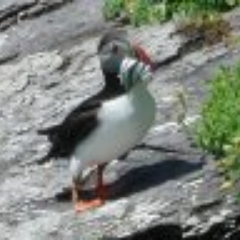 Mad about Puffins but also all birds, wild orchids, old stones and UK islands.